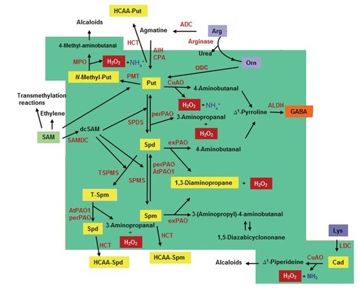 Metabolismus polyaminů (upraveno dle Moschou et al. 2012)