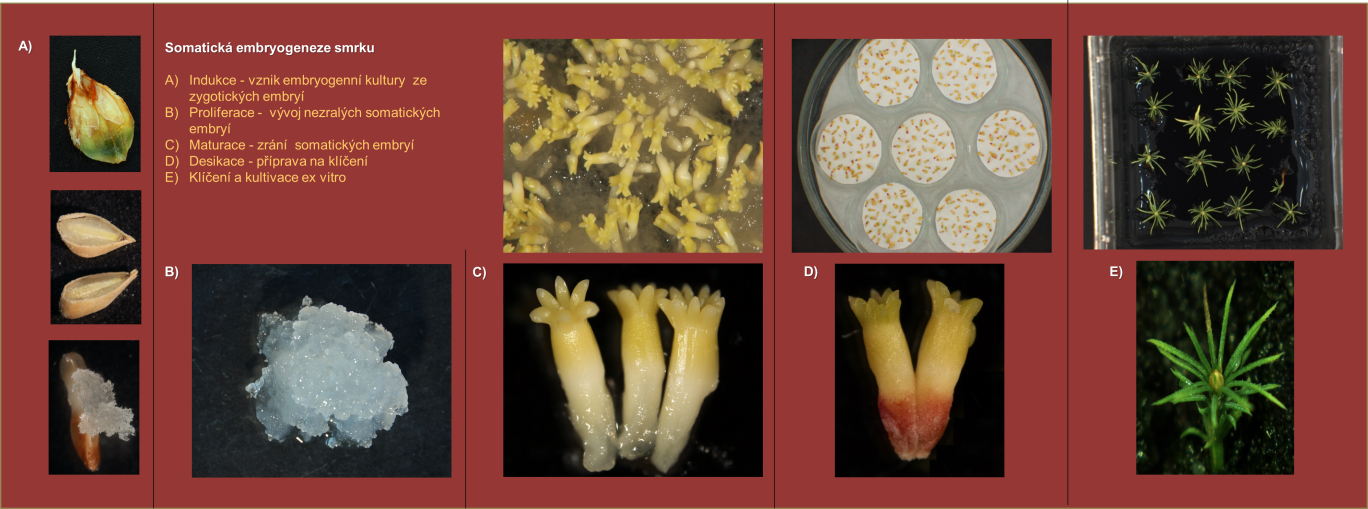 Somatická embryogeneze smrku