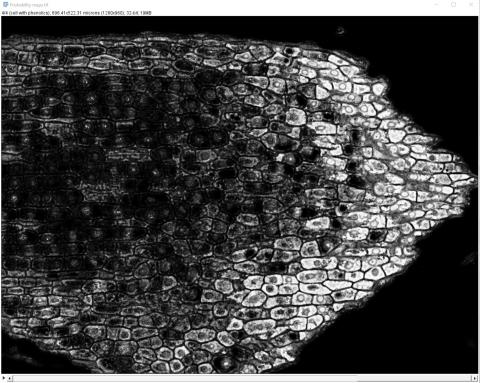 pravděpodobnostní mapa buněk s fenoly