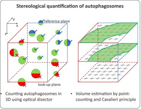Stereological quantification of autophagosomes