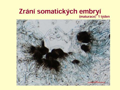 Průběh somatické embryogeneze smrku včetně hodnocení výnosů 03