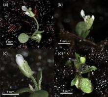 Phenotypes of primary transformants of Arabidopsis Col-0 carrying CfFTL2–1 under the complex metoxyfenozide-inducible promoter (Vge:TM-2:5×m:cfftl2–1), which flowered without chemical induction. Plants started to bolt immediately after germination. Some of them formed minuscule flowers (a, b, c), others produced tiny flower buds with long trichomes (d). All the plantlets died without generating viable seed. Photo: Lukáš Synek.