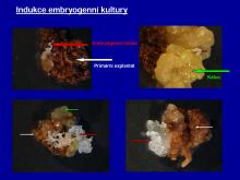 Základní termíny v somatické embryogenezi smrku a jedle - od indukce po klíčení 05