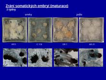 Základní termíny v somatické embryogenezi smrku a jedle - od indukce po klíčení 10