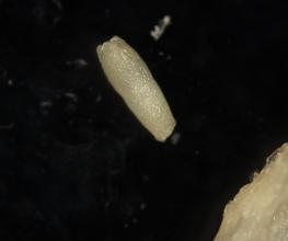 Norway spruce zygotic embryo extirped from megagametofyte 