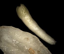 Norway spruce zygotic embryo extirped from megagametofyte 