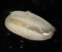 Norway spruce zygotic embryo inside  megagametofyte