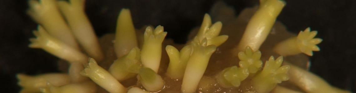 matured somatic embryos of Norway spruce