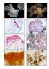 Histological characterization of isogenic embryonal mass (EM, A–D) and non-embryogenic callus (NEC, E–H) of Douglas-fir.