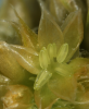 Amaranthus male flower