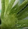 Shoot apex of germinating Norway spruce embling