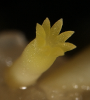 Mature somatic embryo of Norway spruce