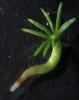 Germinated somatic embryo (embling) of Norway spruce
