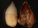 Norway spruce seed