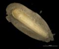 Norway spruce zygotic embryo inside  megagametofyte
