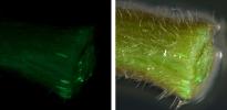 Transformation of the hypocotyl segment of hemp, reference gene GFP.